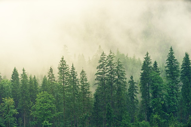 forest-3622519_640
