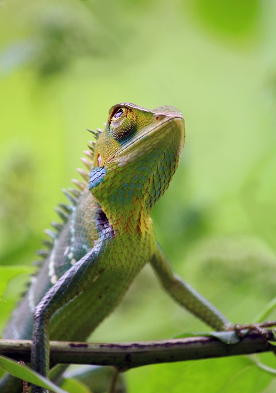 chameleon-1874514_1280