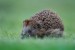 hedgehog-7710053_1280