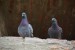 doves-7892723_1280